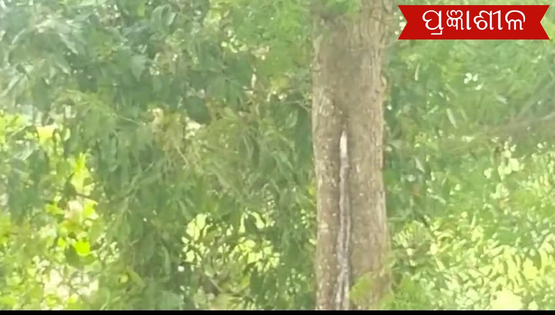 ନିମ୍ବ ଗଛରୁ ଝରୁଛି କ୍ଷୀର, ହରିବୋଲ ହୁଳହୁଳିରେ ପ୍ରକମ୍ପିତ ଅଞ୍ଚଳ