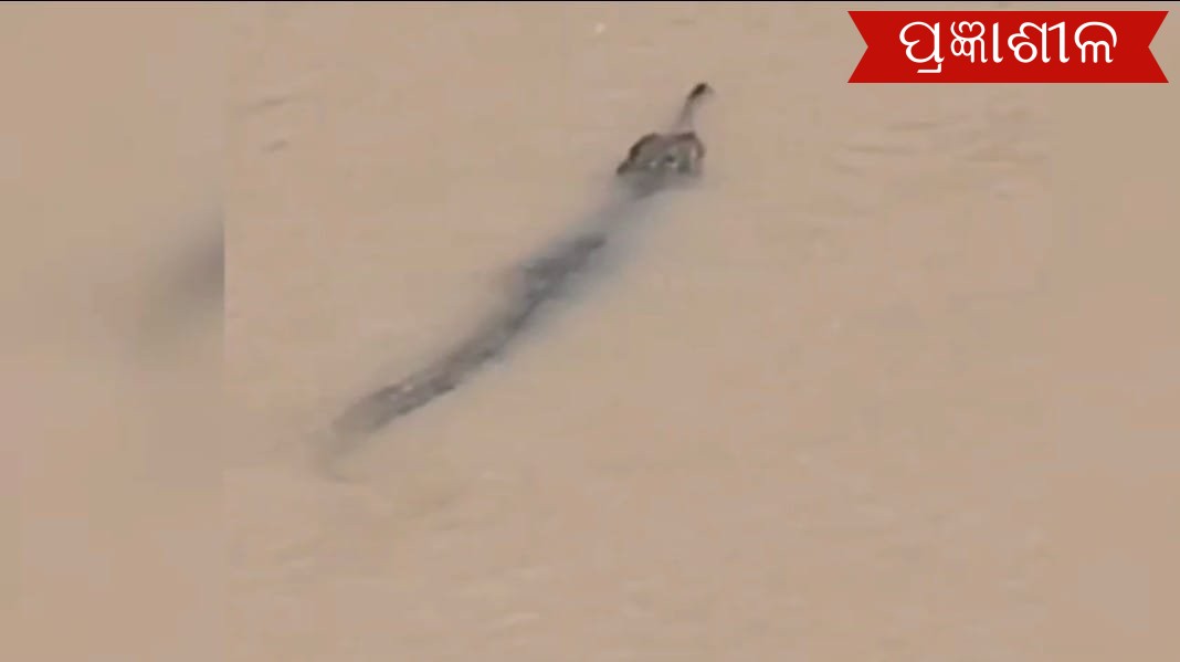 ମହାନଦୀରେ ବୁଲୁଛି ବିଶାଳକାୟ କୁମ୍ଭୀର