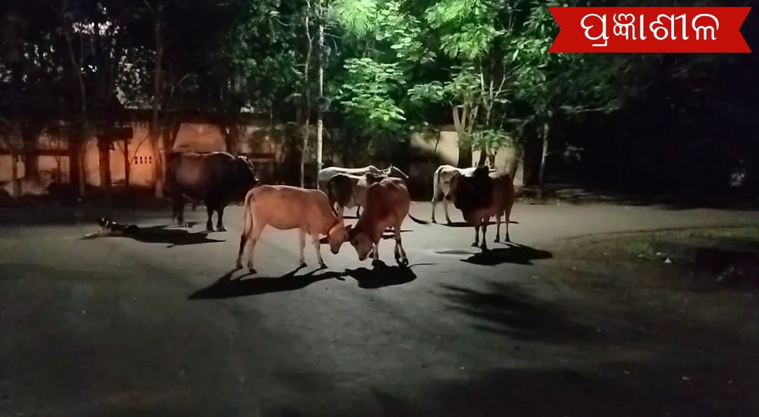 ପାରାଦ୍ୱୀପ ପୌରାଞ୍ଚଳରେ ଦୁର୍ଦ୍ଦଶାରେ ଗୋମାତା, କାଞ୍ଜିଆହୁଦା ନ ରହିବା ସହ ସମାନ