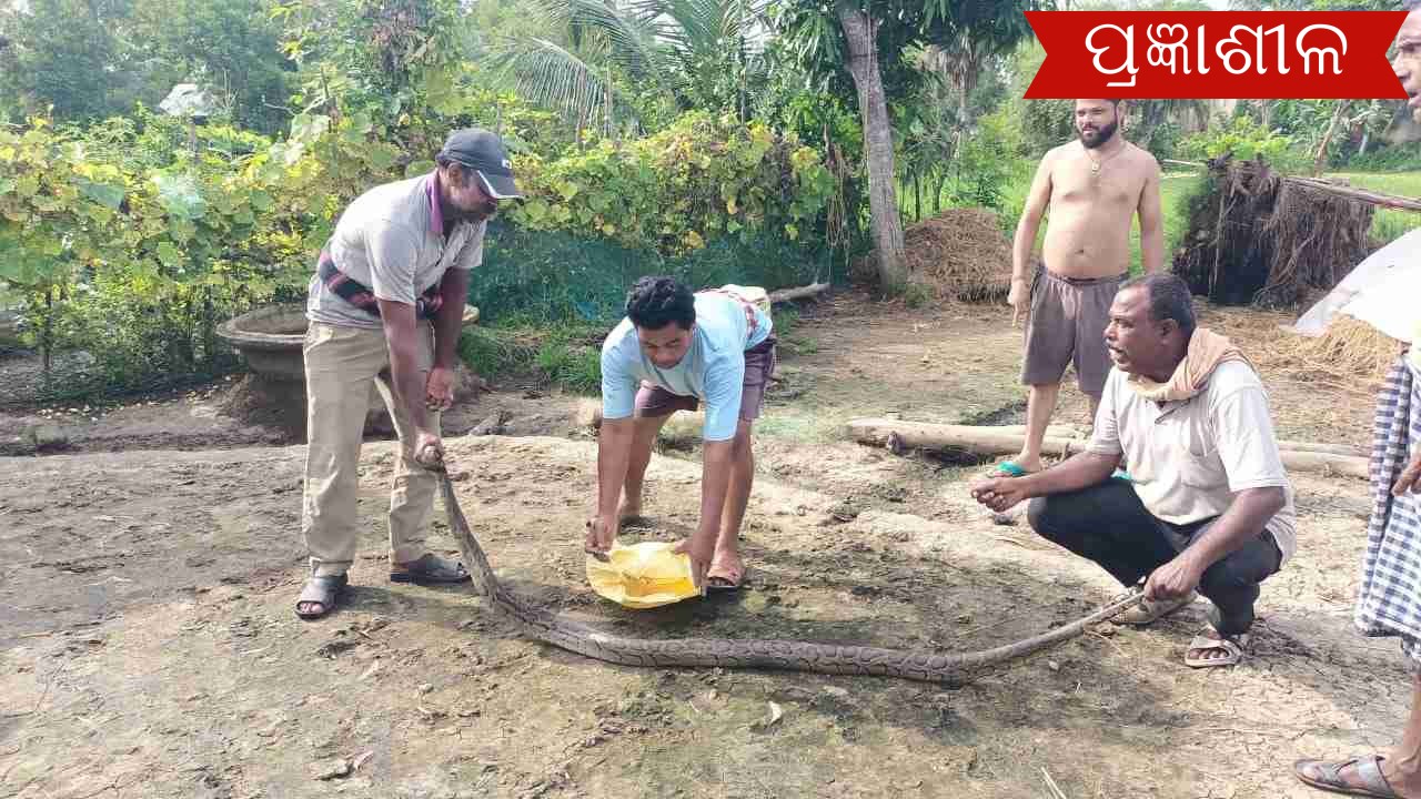 ବିରାଟକାୟ ଅଜଗର ଉଦ୍ଧାର କଲା ବନବିଭାଗ ।