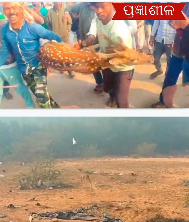 ଜଙ୍ଗଲ ଧୋନ୍ସlମୁଖୀ ସହର ଓ ଗାଁ ମୁହାଁ ବନ୍ୟଜନ୍ତୁ ।