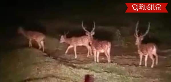 ଧ୍ୱଂସ ପାଉଛି ଉପକୂଳ ବିସ୍ତିର୍ଣ ବେଳାଭୂମି ଝାଉଁ ଜଙ୍ଗଲ, ବିପଦରେ ବନ୍ୟଜନ୍ତୁ ।